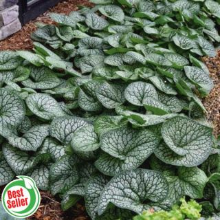 Jack of Diamonds Brunnera Thumbnail